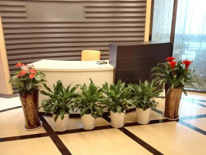 植物租赁及养护