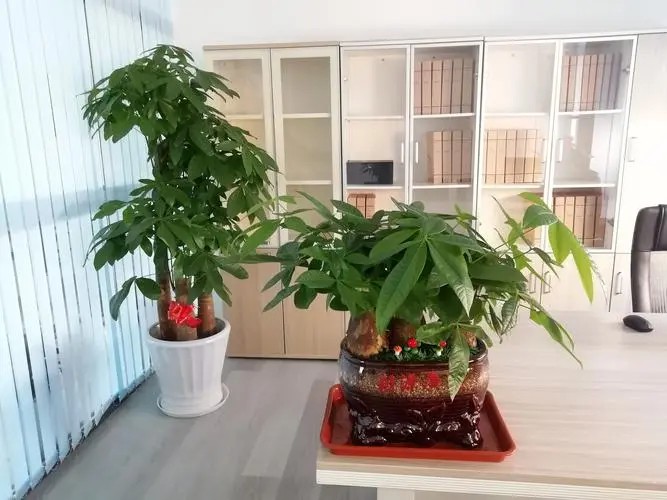 植物鲜花销售
