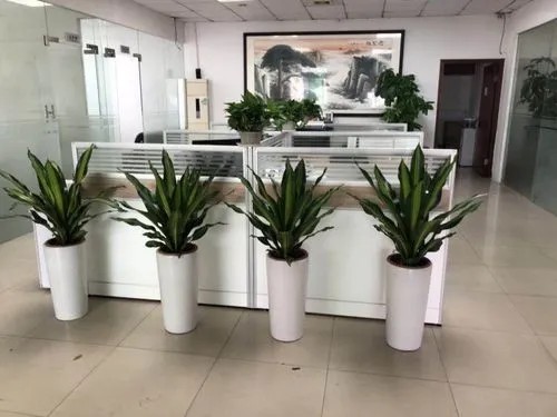 办公室绿植租赁
