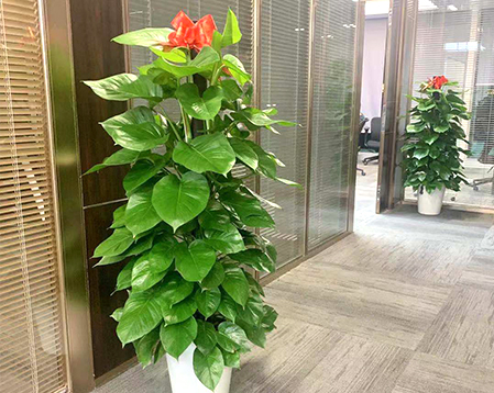 花卉租赁好处
